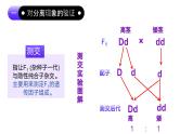 1.1 孟德尔的豌豆杂交实验（一）（第2课时）课件-2024-2025学年高一下学期生物（人教版2019必修2）