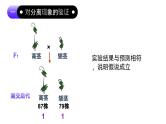 1.1 孟德尔的豌豆杂交实验（一）（第2课时）课件-2024-2025学年高一下学期生物（人教版2019必修2）