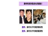 1.1孟德尔的豌豆杂交实验（一）（第1课时）课件-2024-2025学年高一下学期生物（人教版2019必修2）