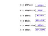 1.1孟德尔的豌豆杂交实验（一）（第1课时）课件-2024-2025学年高一下学期生物（人教版2019必修2）