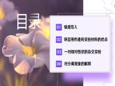 1.1孟德尔的豌豆杂交实验（一）（第1课时）课件-2024-2025学年高一下学期生物（人教版2019必修2）