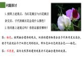 1.1 孟德尔的豌豆杂交实验（一）（第1课时）-2024-2025学年高一生物下学期精品课件（2019人教版必修2）