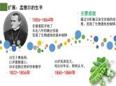 1.1 孟德尔的豌豆杂交实验（一）（第1课时）-2024-2025学年高一生物下学期精品课件（2019人教版必修2）