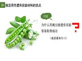 1.1 孟德尔的豌豆杂交实验（一）（第1课时）-2024-2025学年高一生物下学期精品课件（2019人教版必修2）
