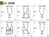 1.1 孟德尔的豌豆杂交实验（一）（第3课时）-2024-2025学年高一生物下学期精品课件（2019人教版必修2）