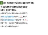 1.1 孟德尔的豌豆杂交实验（一）（第3课时）-2024-2025学年高一生物下学期精品课件（2019人教版必修2）