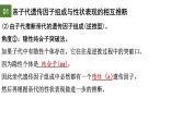 1.1 孟德尔的豌豆杂交实验（一）（第3课时）-2024-2025学年高一生物下学期精品课件（2019人教版必修2）