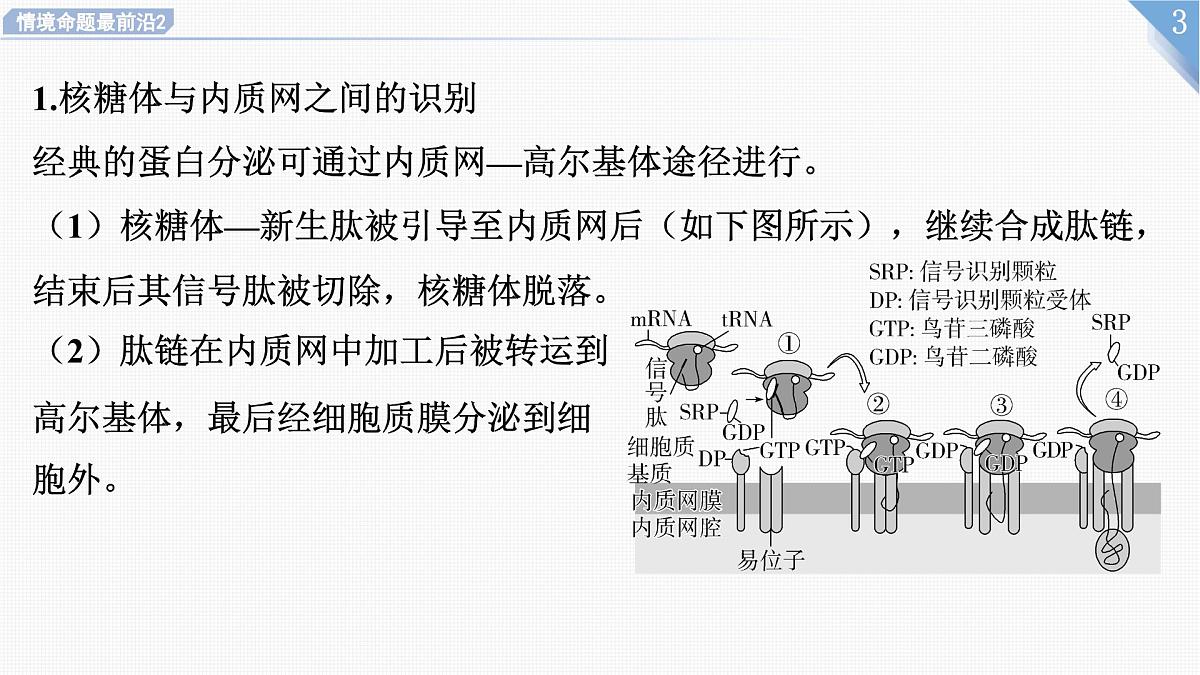 2025年新高考生物二轮专题复习课件板块一分子与细胞3情境命题最前沿2蛋白质的分选与囊泡运输第3页