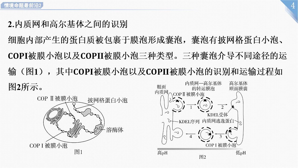 2025年新高考生物二轮专题复习课件板块一分子与细胞3情境命题最前沿2蛋白质的分选与囊泡运输第4页