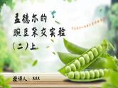 人教版2025高中生物必修二1.2.1孟德尔的豌豆杂交实验（二）上 课件