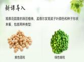 人教版2025高中生物必修二1.2.1孟德尔的豌豆杂交实验（二）上 课件