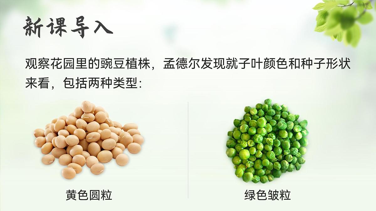 人教版2025高中生物必修二1.2.1孟德尔的豌豆杂交实验（二）上 课件第3页