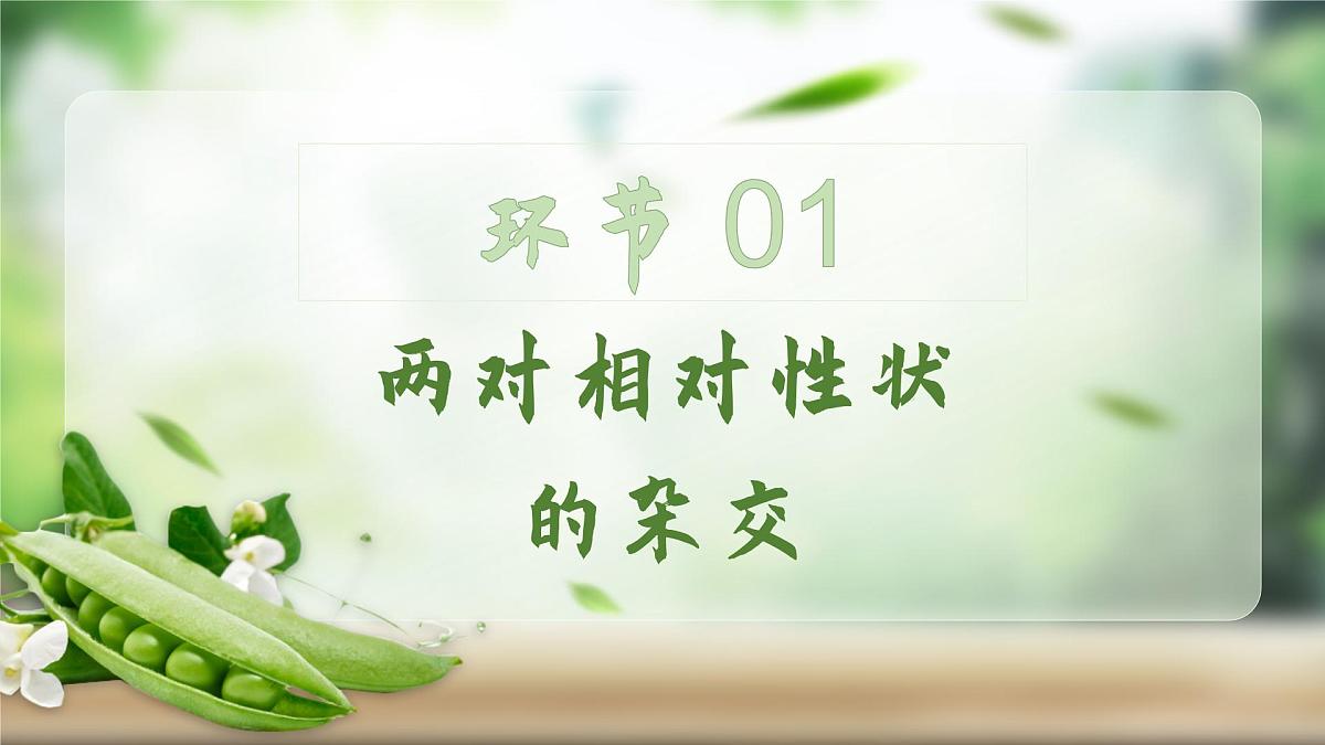 人教版2025高中生物必修二1.2.1孟德尔的豌豆杂交实验（二）上 课件第5页