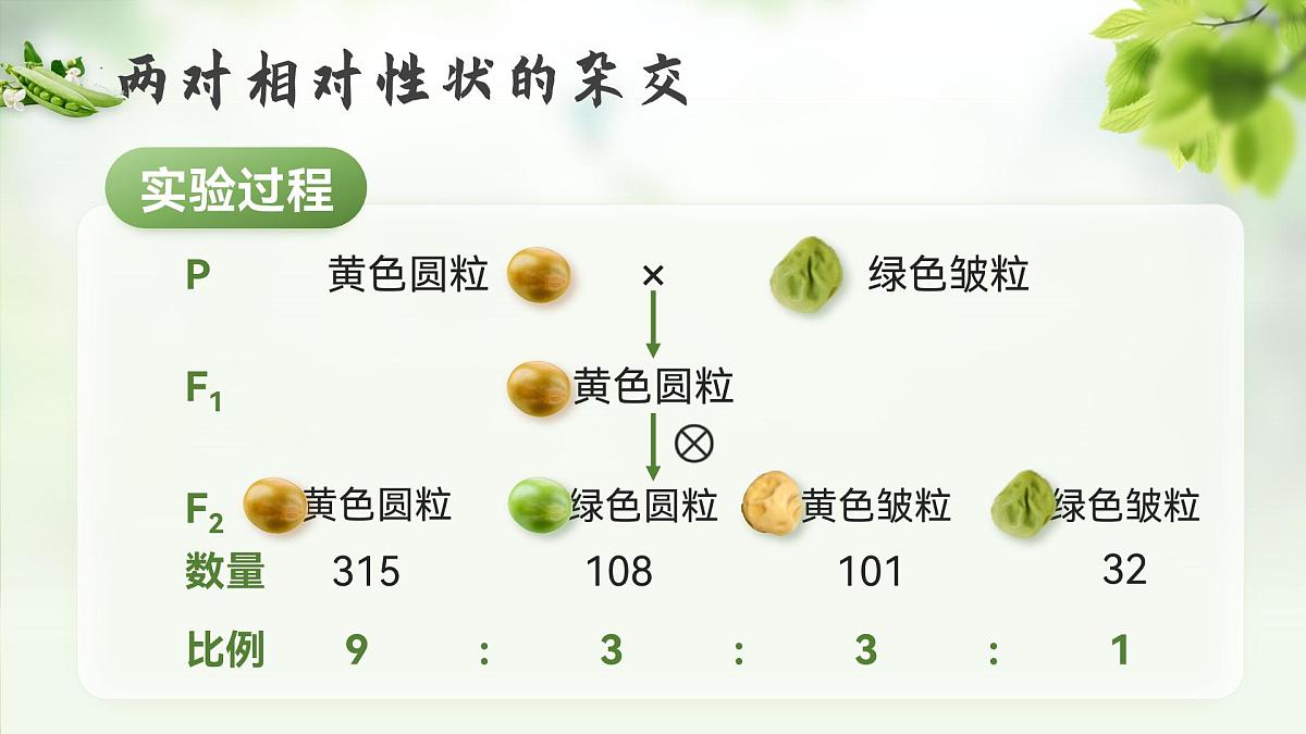 人教版2025高中生物必修二1.2.1孟德尔的豌豆杂交实验（二）上 课件第6页
