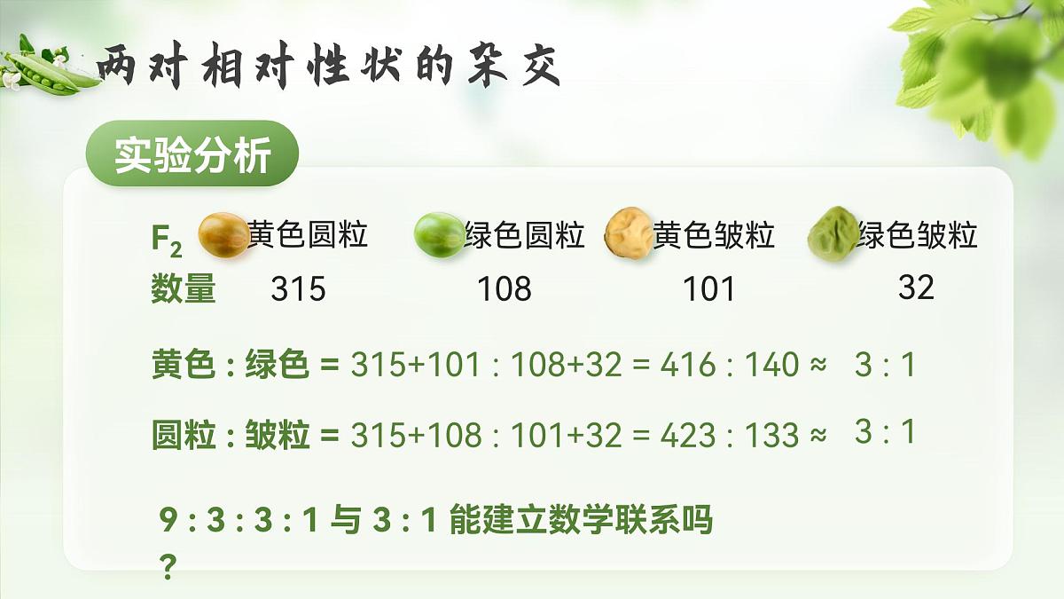 人教版2025高中生物必修二1.2.1孟德尔的豌豆杂交实验（二）上 课件第7页