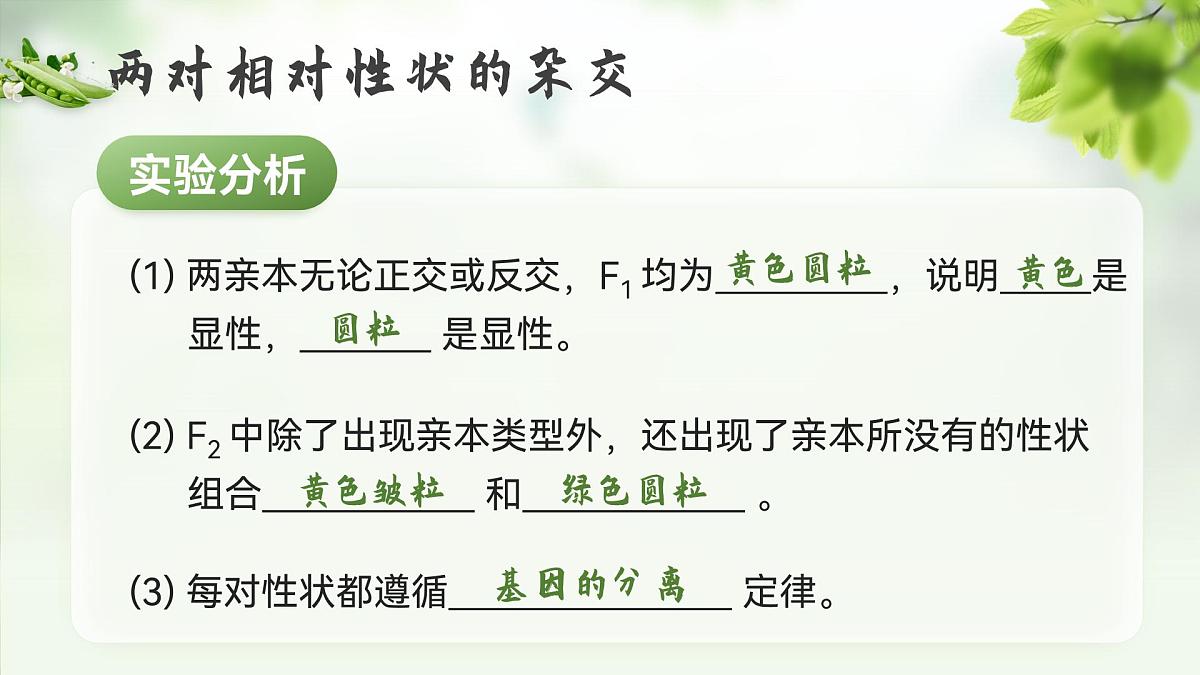 人教版2025高中生物必修二1.2.1孟德尔的豌豆杂交实验（二）上 课件第8页