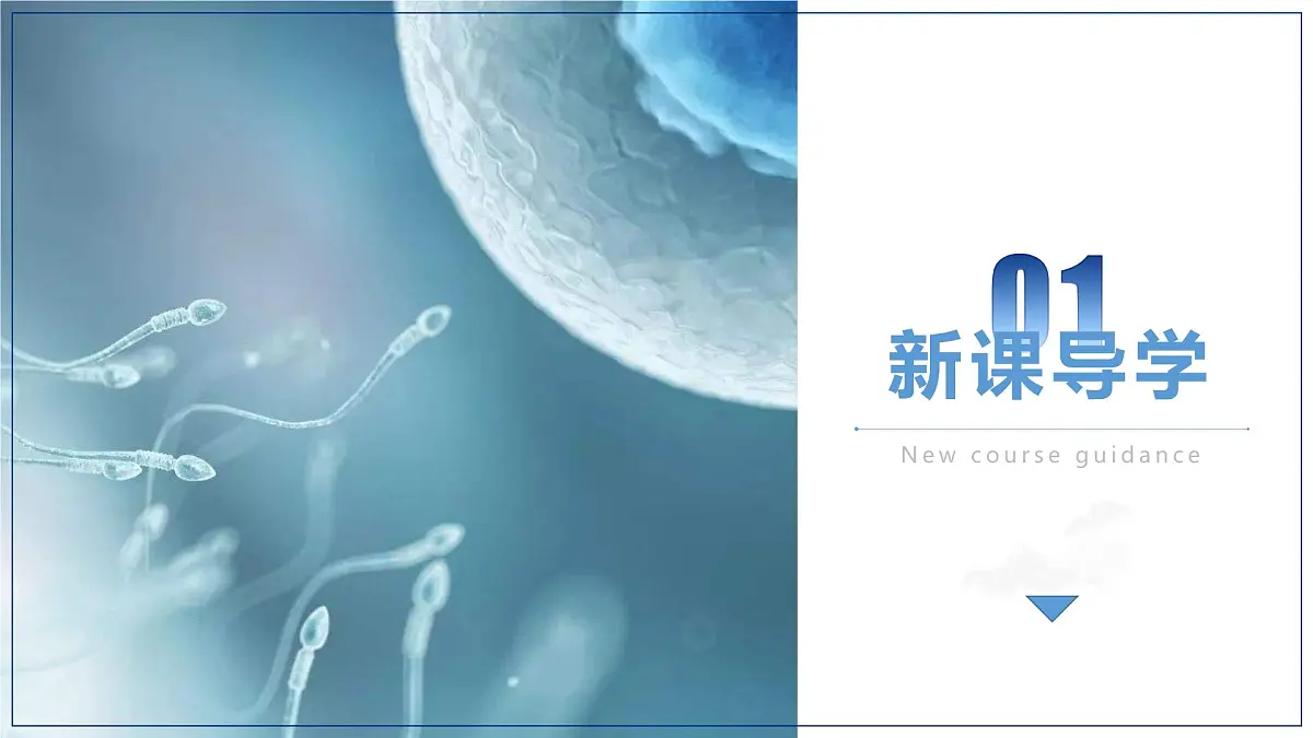 人教版2025高中生物必修二2.1减数分裂和受精作用 课件第3页