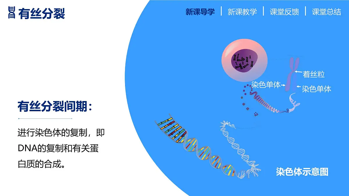人教版2025高中生物必修二2.1减数分裂和受精作用 课件第4页