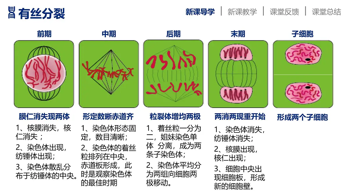 人教版2025高中生物必修二2.1减数分裂和受精作用 课件第5页