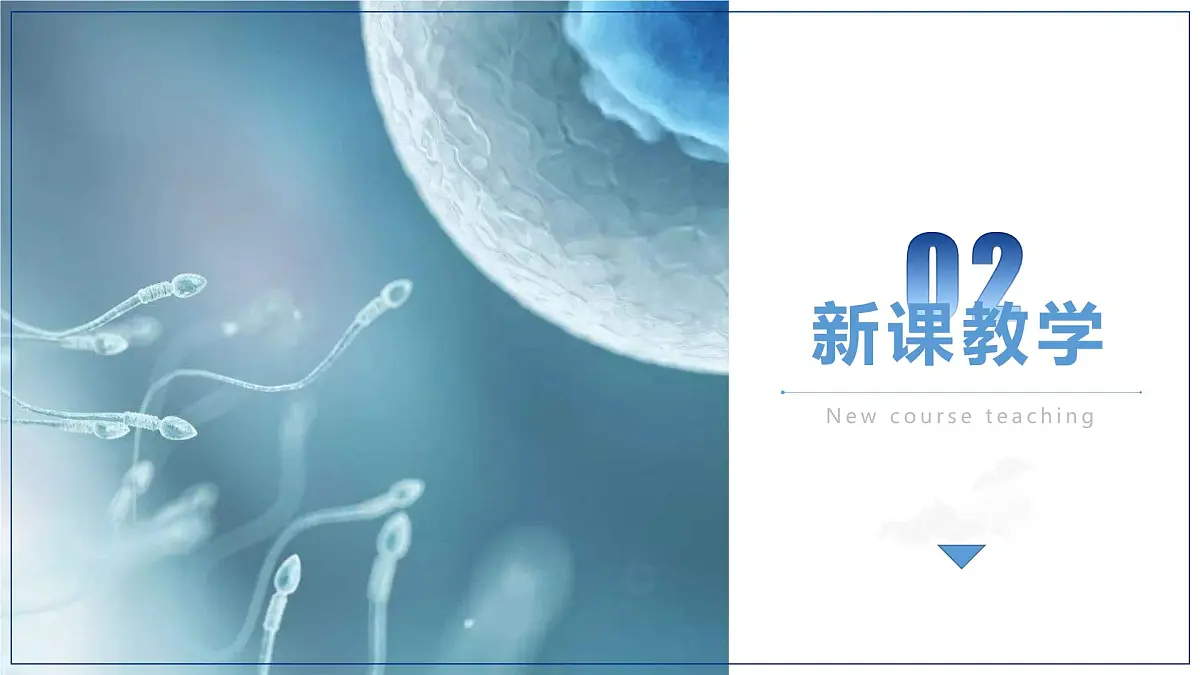 人教版2025高中生物必修二2.1减数分裂和受精作用 课件第6页