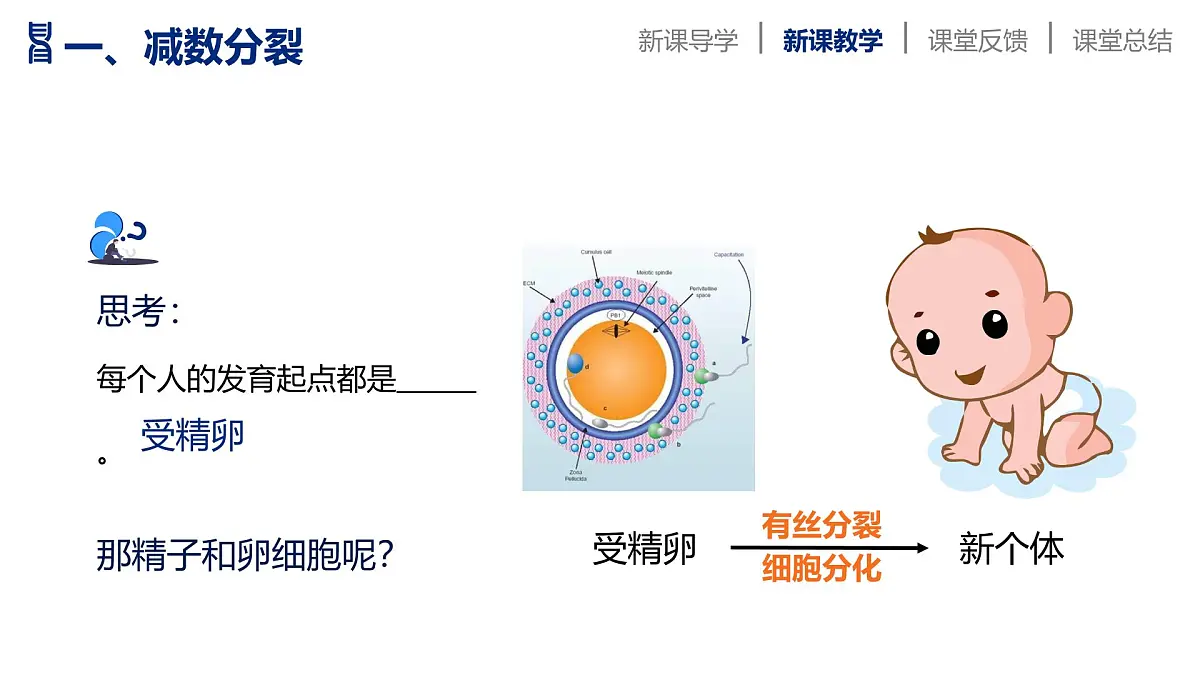 人教版2025高中生物必修二2.1减数分裂和受精作用 课件第7页