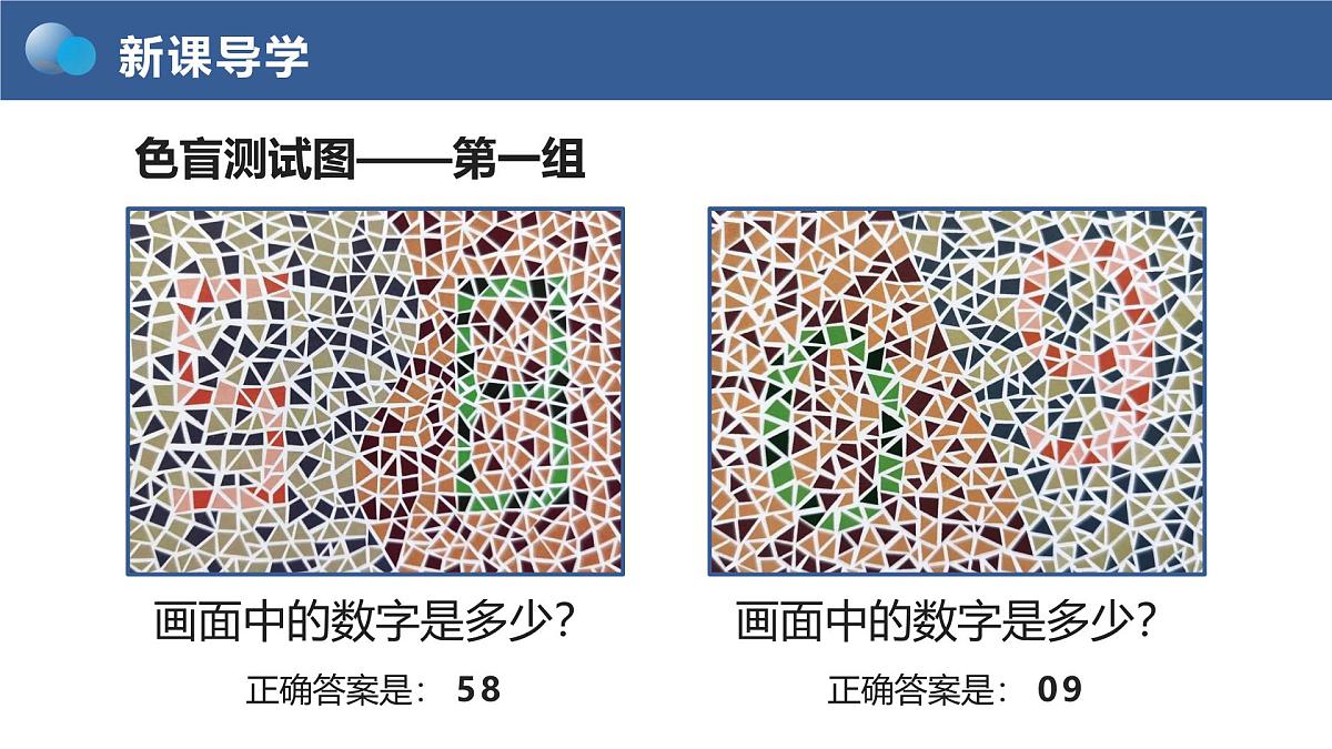 人教版2025高中生物必修二2.3《伴性遗传》 课件第4页