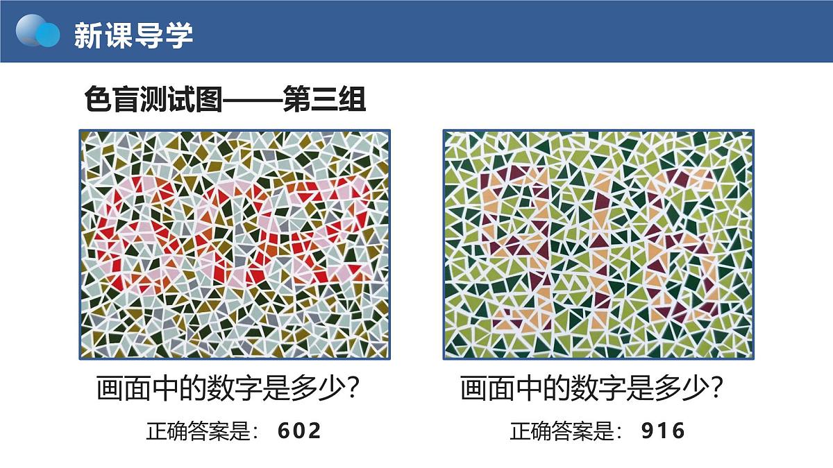 人教版2025高中生物必修二2.3《伴性遗传》 课件第6页