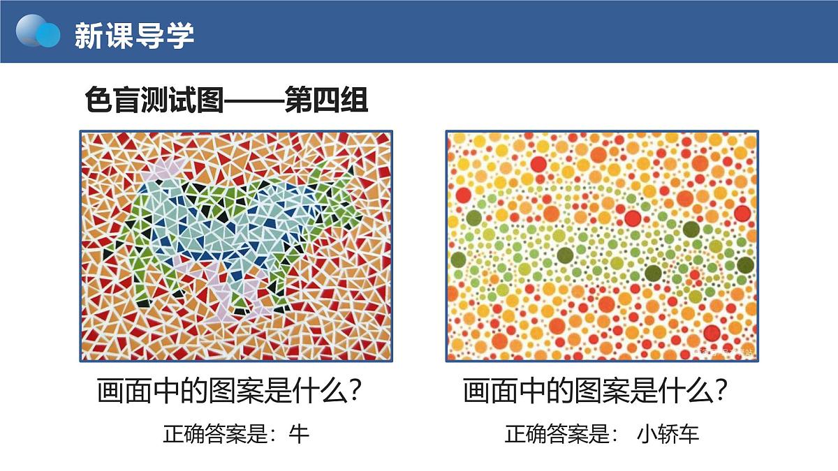 人教版2025高中生物必修二2.3《伴性遗传》 课件第7页