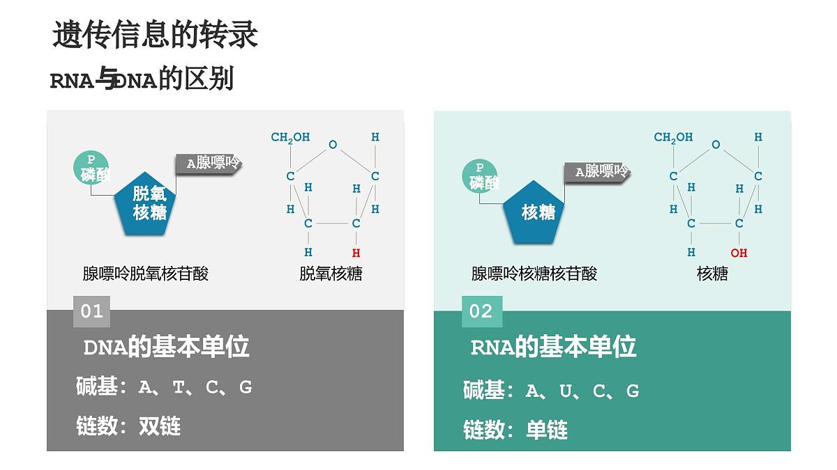 人教版2025高中生物必修二4.1基因指导蛋白质的合成 课件第7页