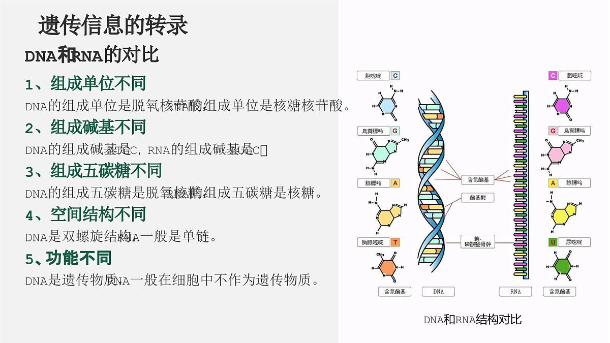 人教版2025高中生物必修二4.1基因指导蛋白质的合成 课件第8页