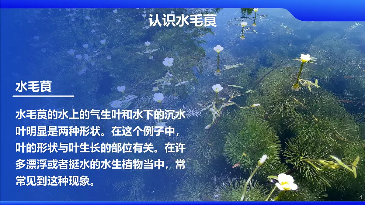 人教版2025高中生物必修二4.2基因表达与性状的关系 课件第4页