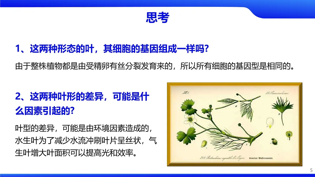人教版2025高中生物必修二4.2基因表达与性状的关系 课件第5页