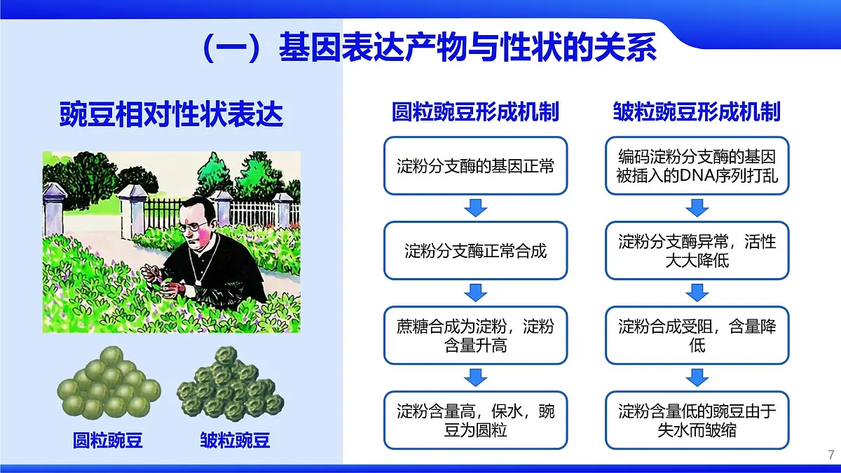 人教版2025高中生物必修二4.2基因表达与性状的关系 课件第7页