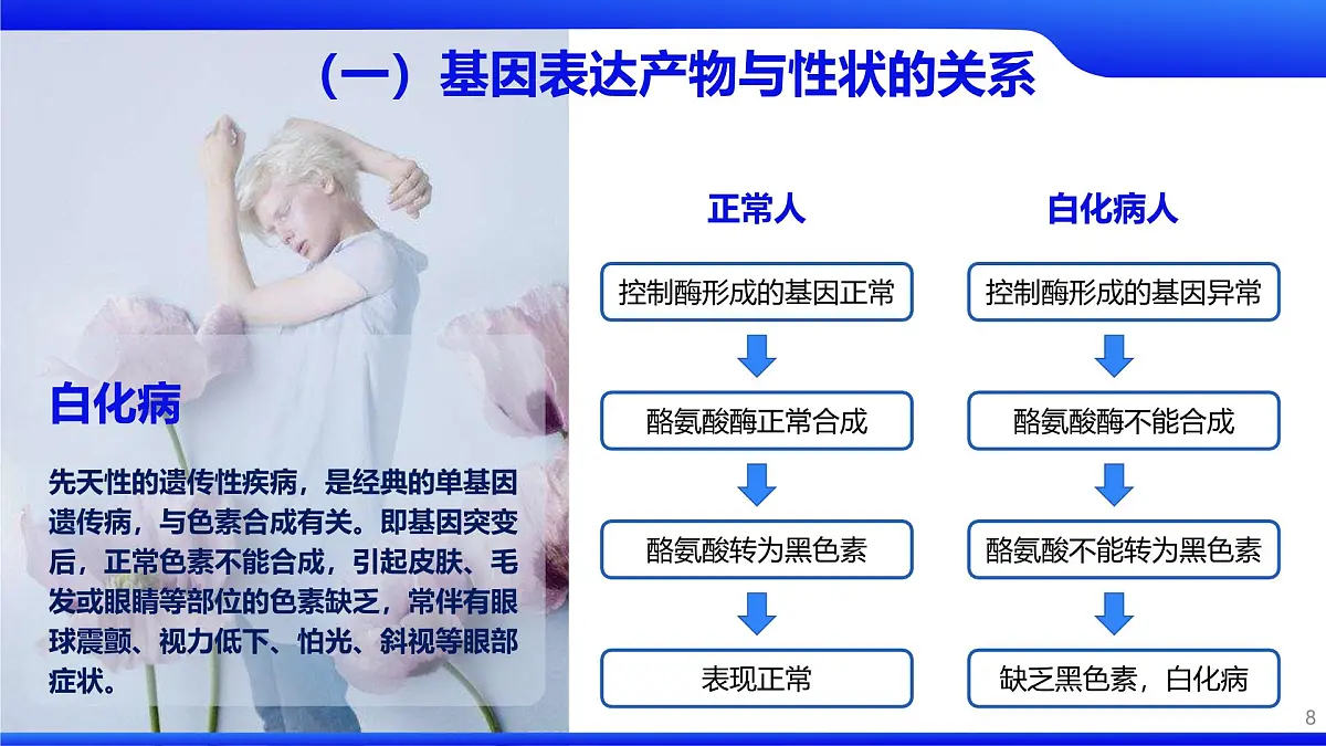 人教版2025高中生物必修二4.2基因表达与性状的关系 课件第8页