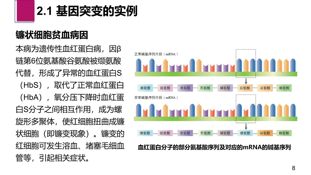 人教版2025高中生物必修二5.1基因突变和基因重组 课件第8页