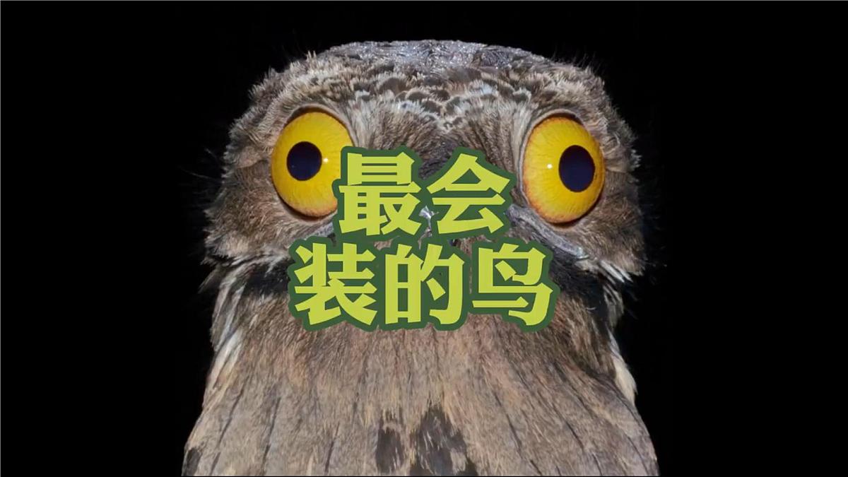 人教版2025高中生物必修二6.2自然选择与适应的形成 课件第4页