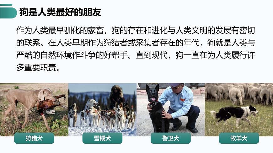 人教版2025高中生物必修二6.3种群基因组成的变化与物种的形成(二) 课件第4页