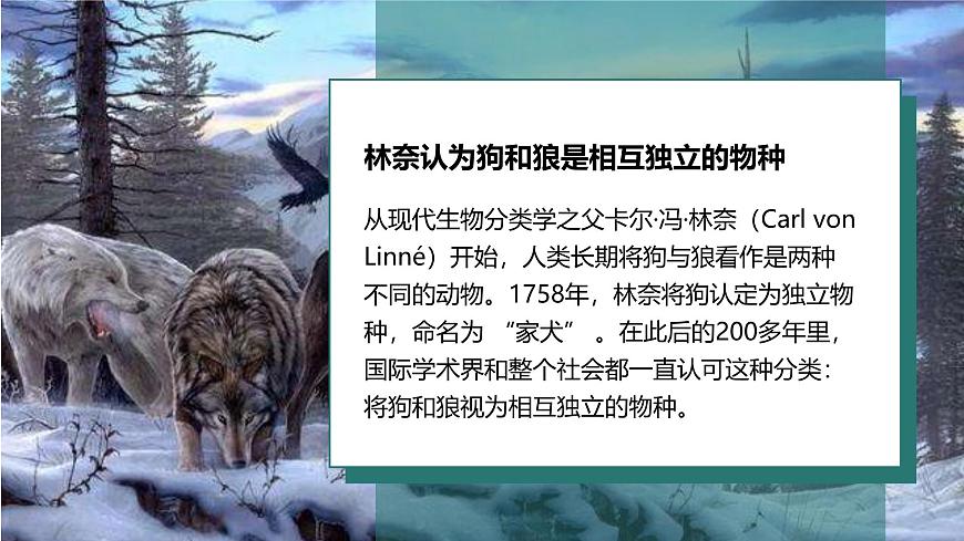 人教版2025高中生物必修二6.3种群基因组成的变化与物种的形成(二) 课件第6页