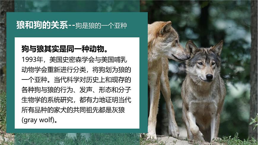 人教版2025高中生物必修二6.3种群基因组成的变化与物种的形成(二) 课件第7页