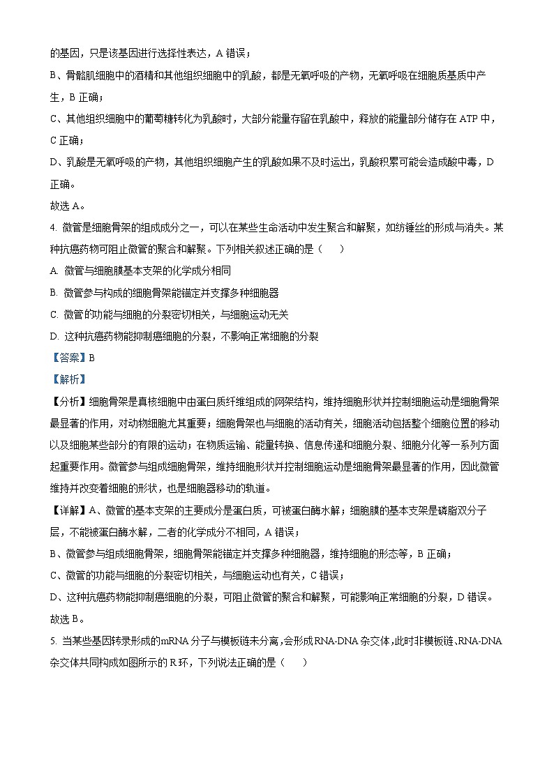 安徽省宿州市2024-2025学年高三上学期期末教学质量检测生物试卷  Word版含解析第3页