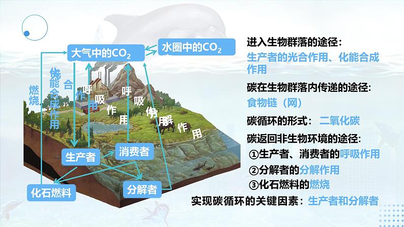 人教版2025高中生物选择性必修二3.3 生态系统的物质循环 课件第7页