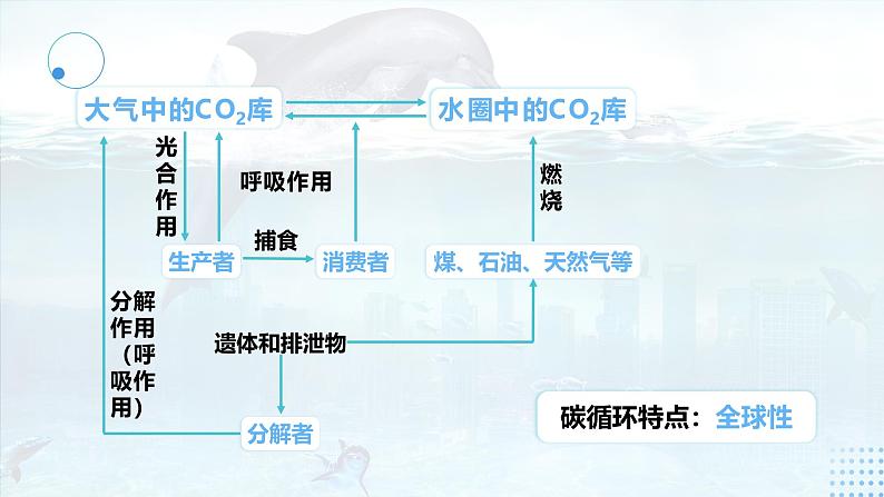 人教版2025高中生物选择性必修二3.3 生态系统的物质循环 课件第8页