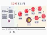 人教版2025高中生物選擇性必修三2.3.2 胚胎工程技術(shù)及其應(yīng)用 課件