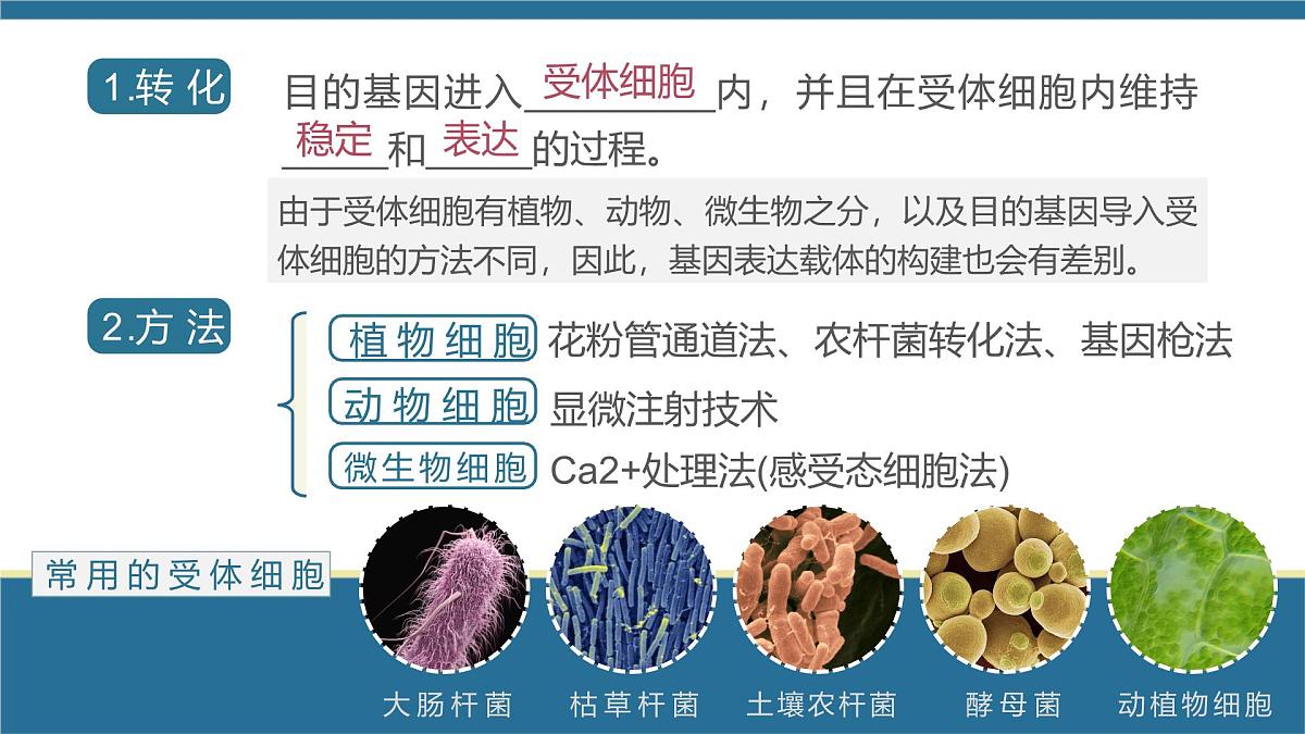 人教版2025高中生物选择性必修三3.2基因工程的基本操作程序（第二课时）  课件第3页