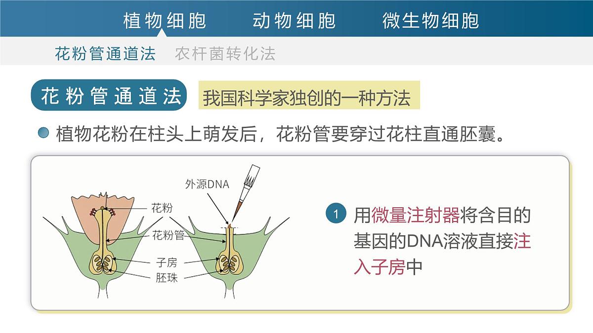 人教版2025高中生物选择性必修三3.2基因工程的基本操作程序（第二课时）  课件第4页