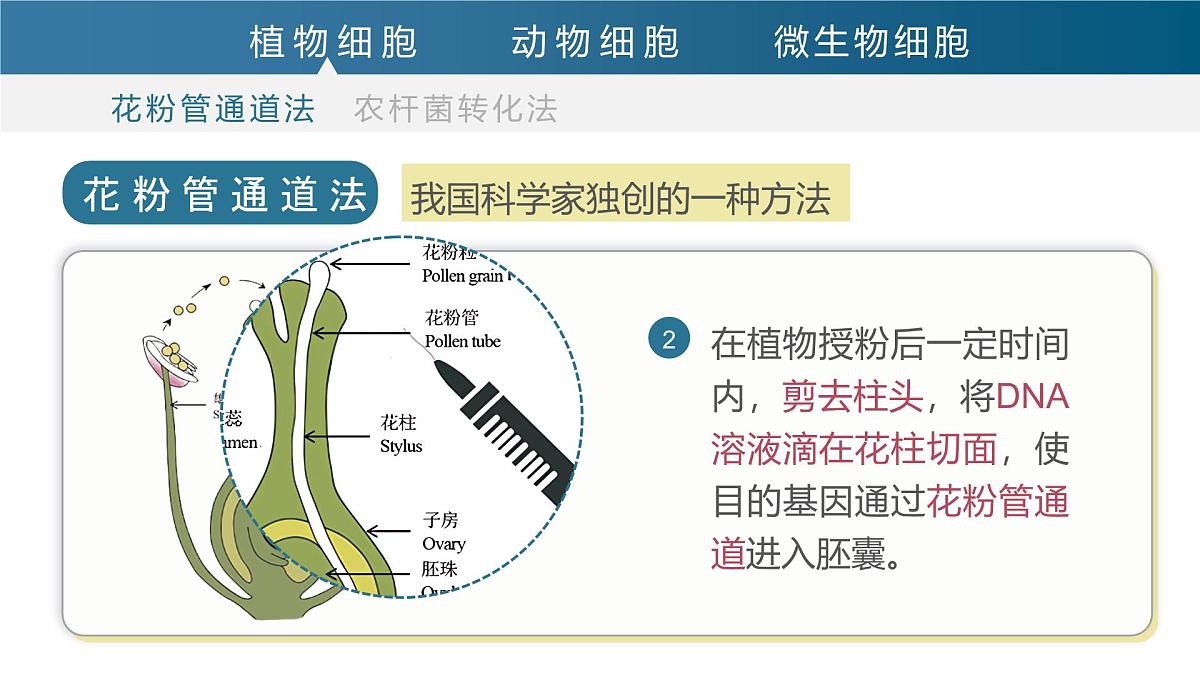 人教版2025高中生物选择性必修三3.2基因工程的基本操作程序（第二课时）  课件第5页