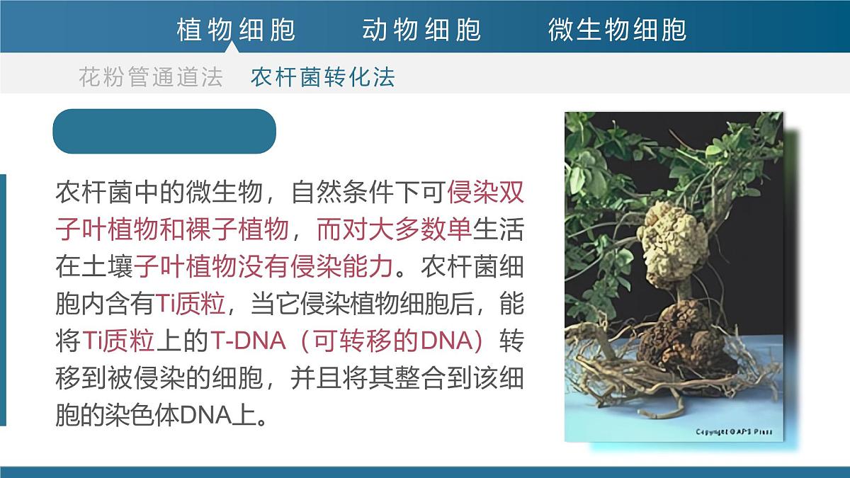 人教版2025高中生物选择性必修三3.2基因工程的基本操作程序（第二课时）  课件第6页