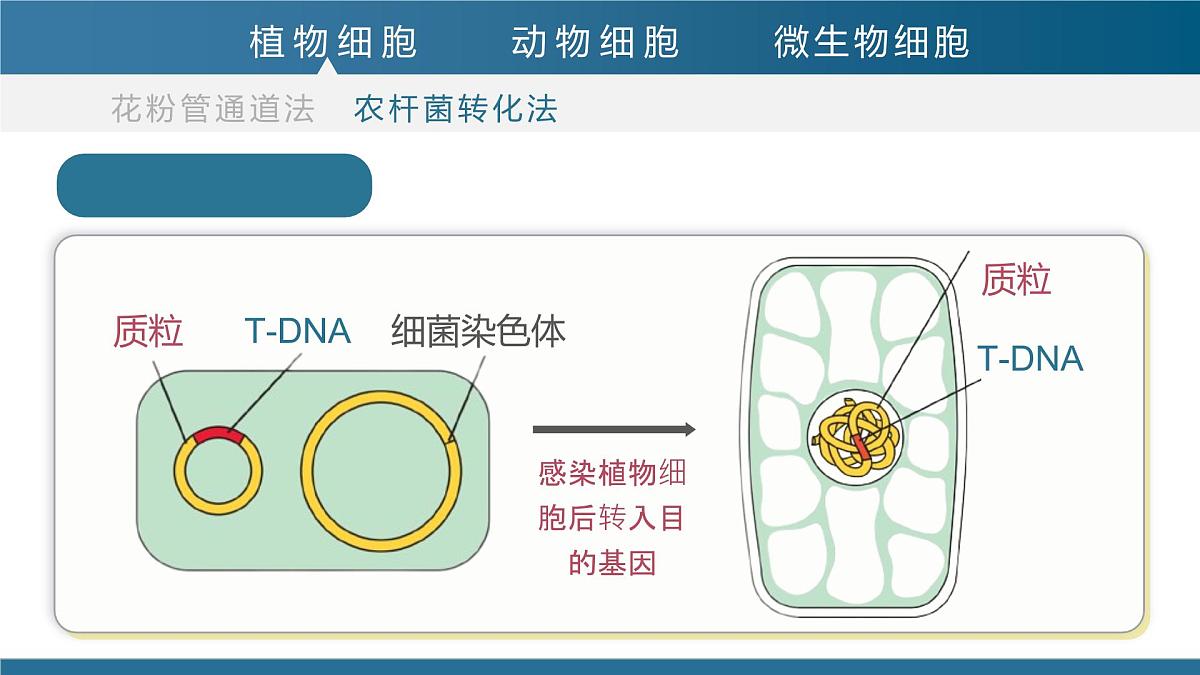 人教版2025高中生物选择性必修三3.2基因工程的基本操作程序（第二课时）  课件第7页