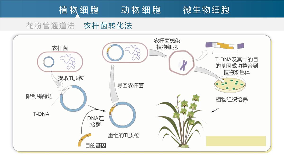 人教版2025高中生物选择性必修三3.2基因工程的基本操作程序（第二课时）  课件第8页