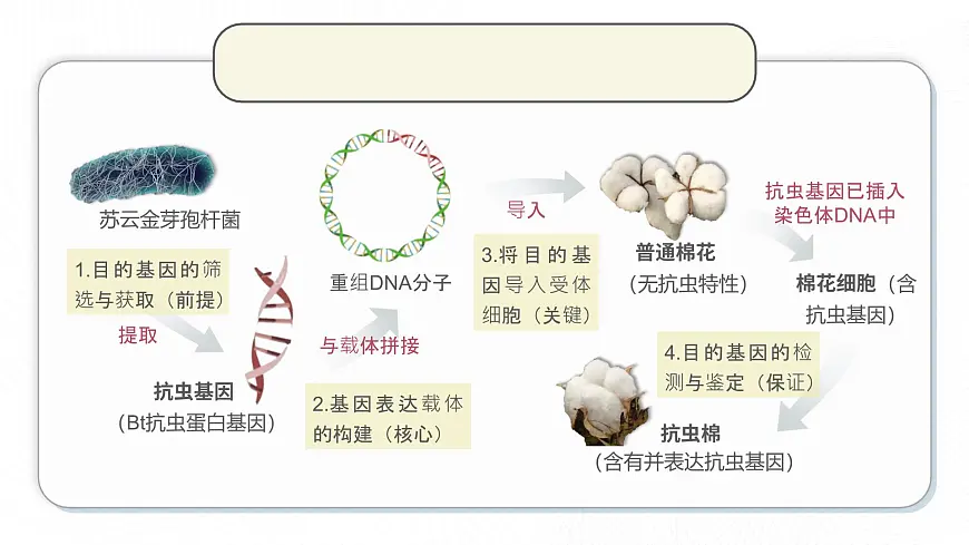 人教版2025高中生物选择性必修三3.2基因工程的基本操作程序（第一课时） 课件第5页